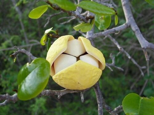 Annona vepretorum