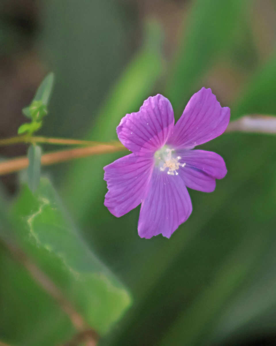 Anoda cristata - (L.) Schltdl.