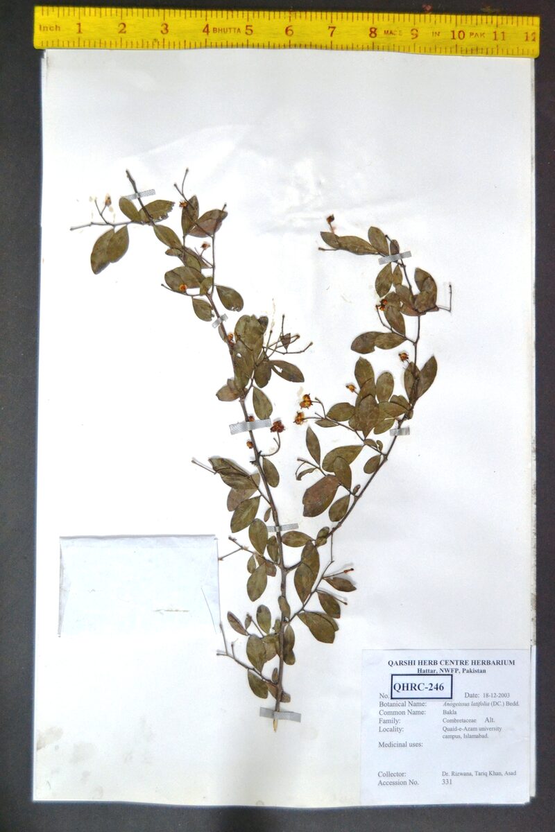 Combretaceae