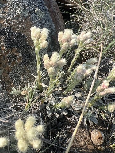Antennaria parvifolia (Littleleaf Pussytoes) — photo