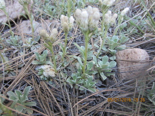 Antennaria parvifolia (Littleleaf Pussytoes) — photo