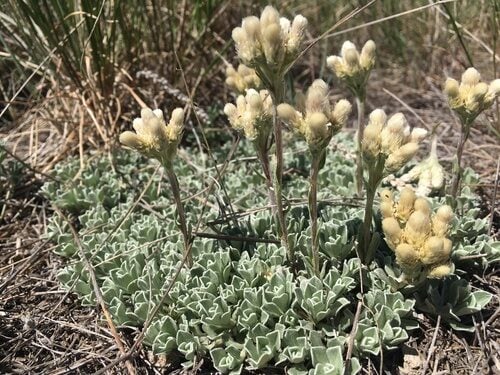 Antennaria parvifolia