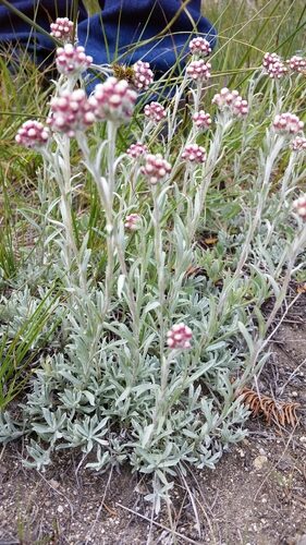 Antennaria rosea (Rosy Pussytoes) — photo