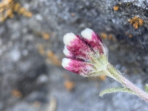 Antennaria rosea (Rosy Pussytoes) — photo