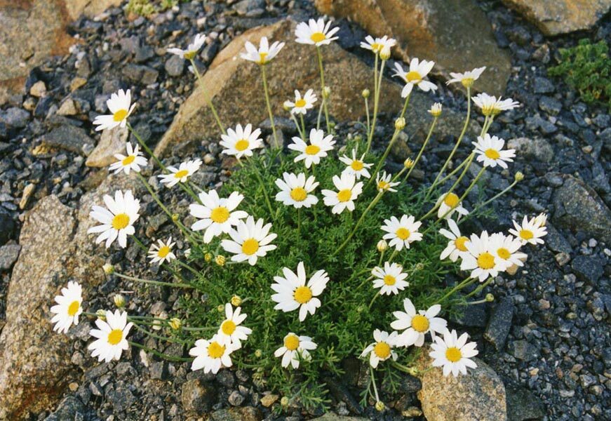Anthemis cretica — photo