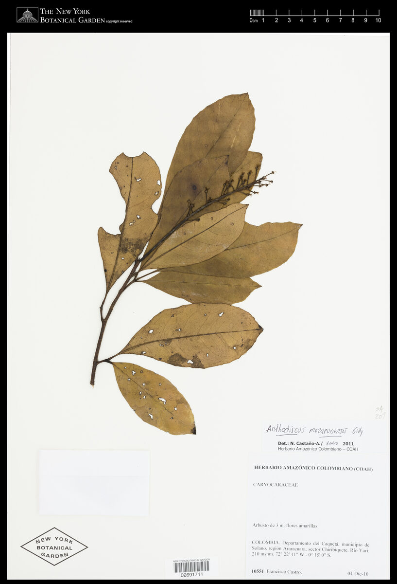 Anthodiscus mazarunensis (Mazaruni anthodiscus) — photo
