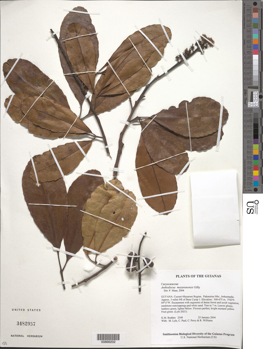 Anthodiscus mazarunensis (Mazaruni anthodiscus) — photo