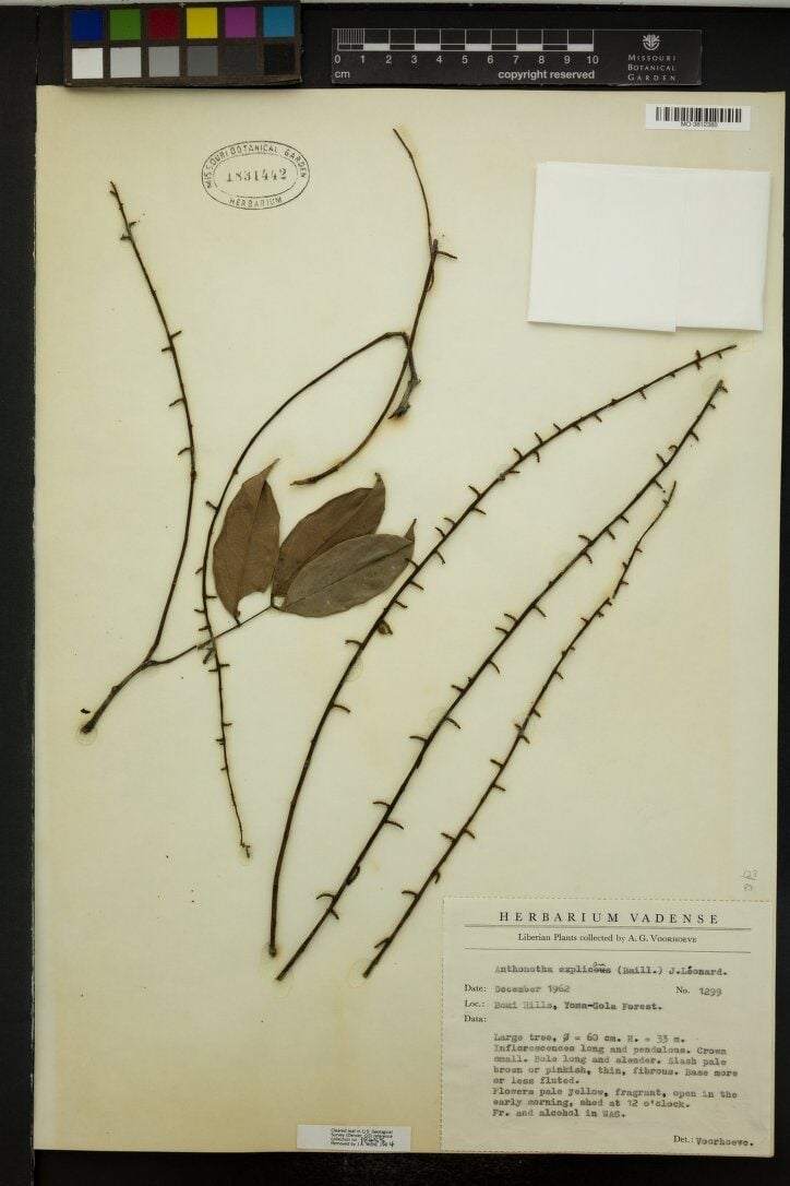 Anthonotha explicans — photo