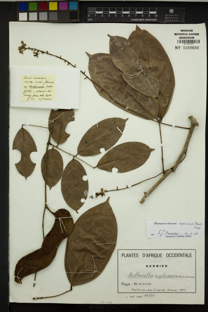 Anthonotha explicans