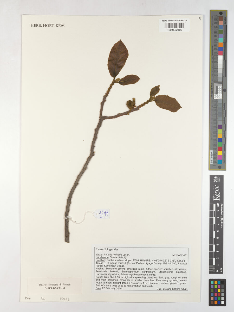 Antiaris toxicaria subsp. welwitschii — photo