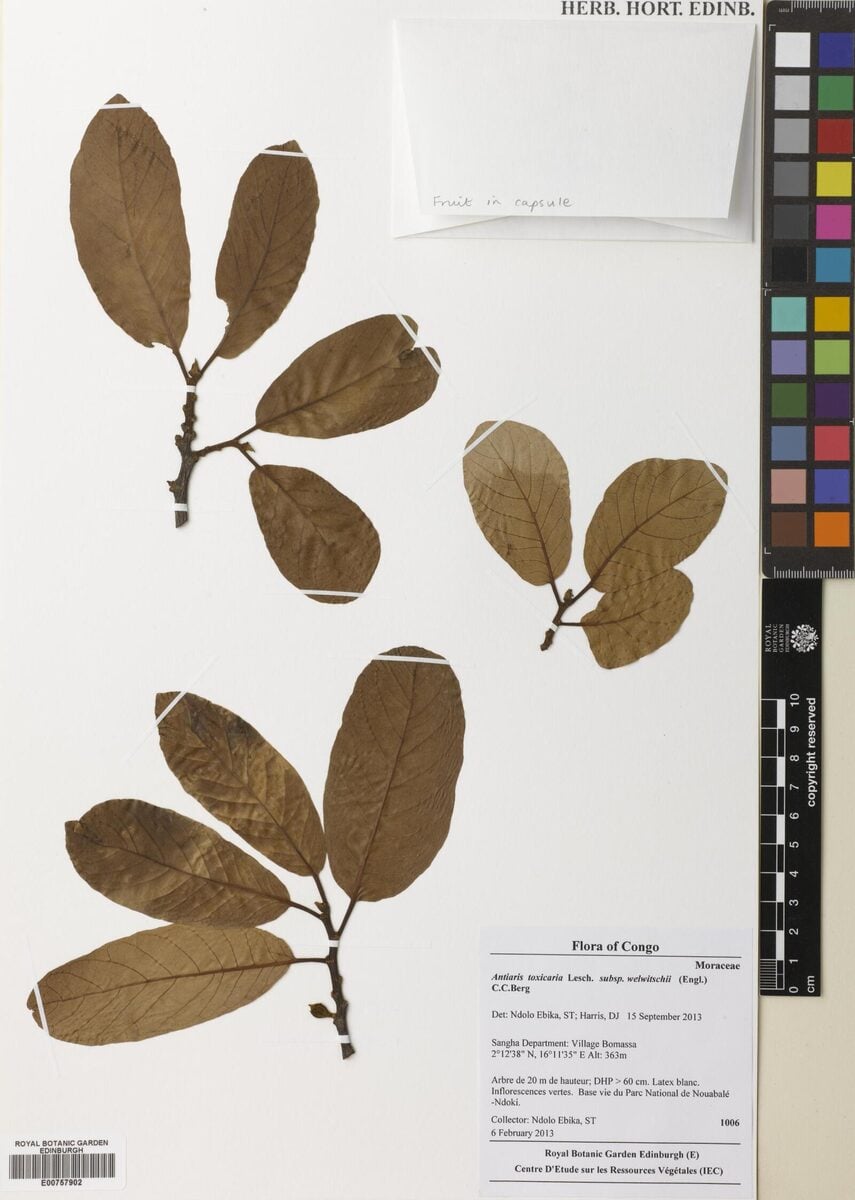 Antiaris toxicaria subsp. welwitschii — photo