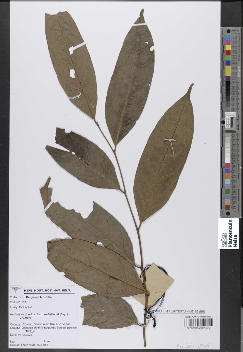 Antiaris toxicaria subsp. welwitschii
