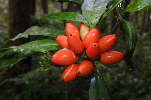 Antidesma bunius (Chinese laurel) — photo
