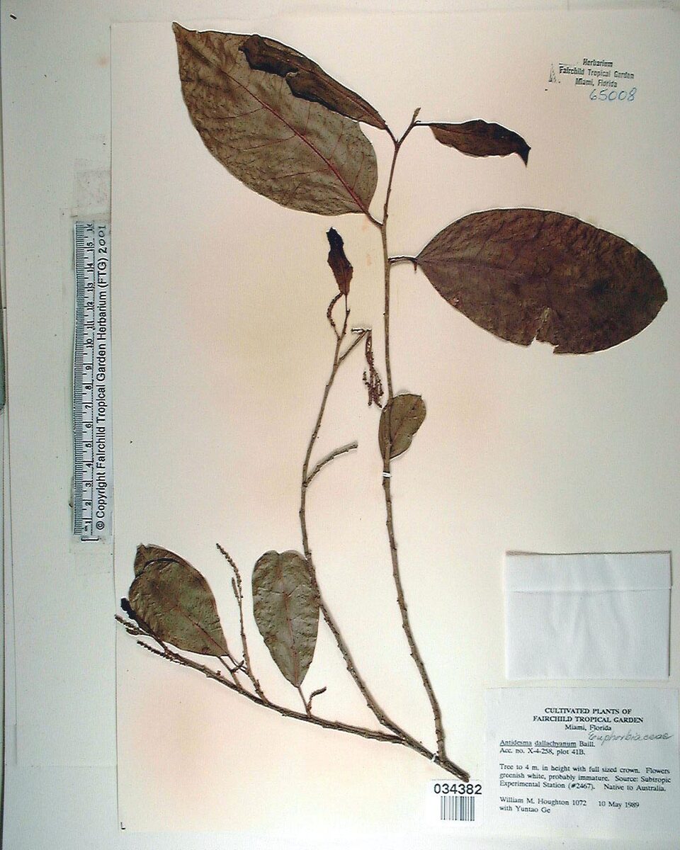 Antidesma dallachyanum (Herbert River cherry) — photo