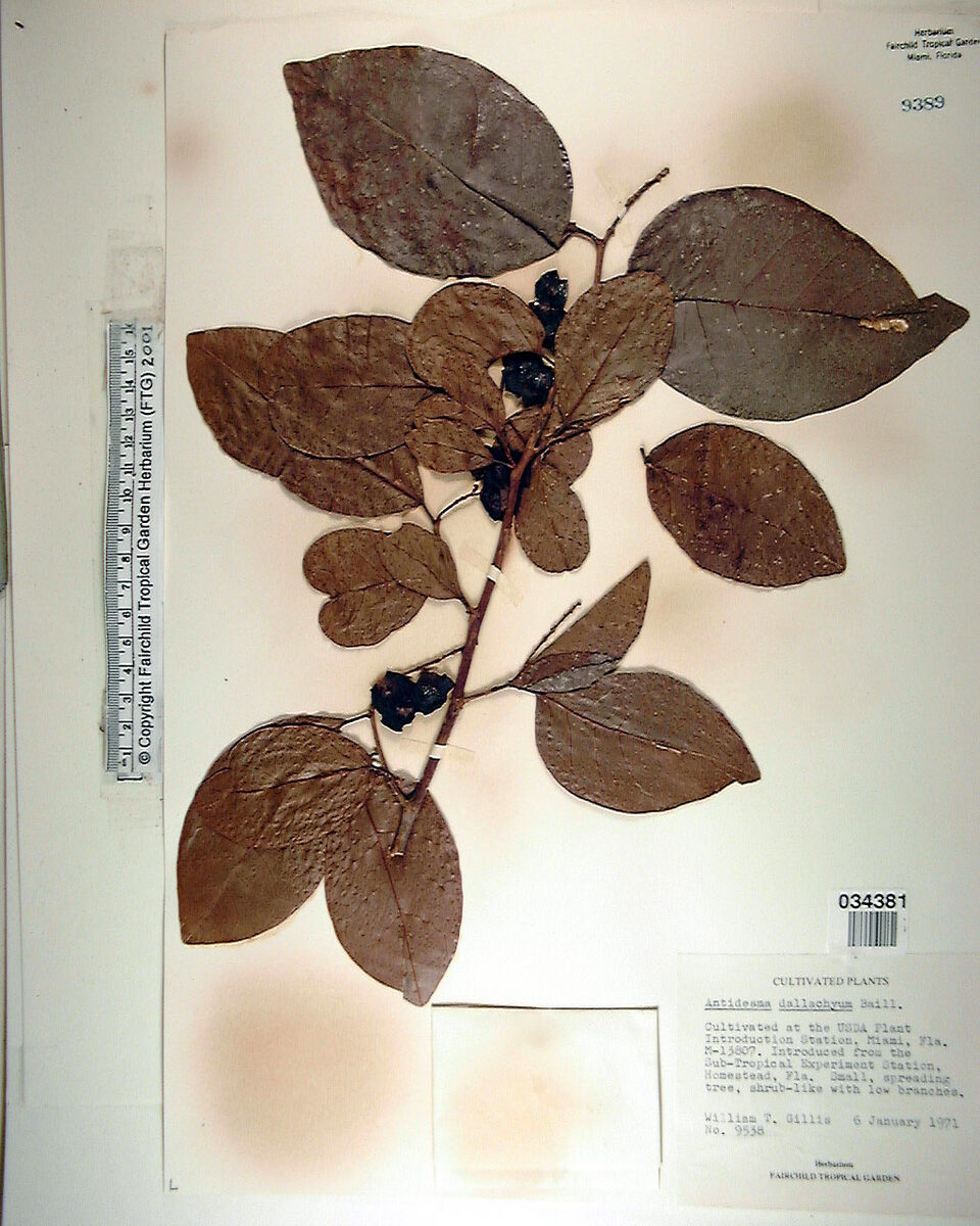 Antidesma dallachyanum (Herbert River cherry) — photo