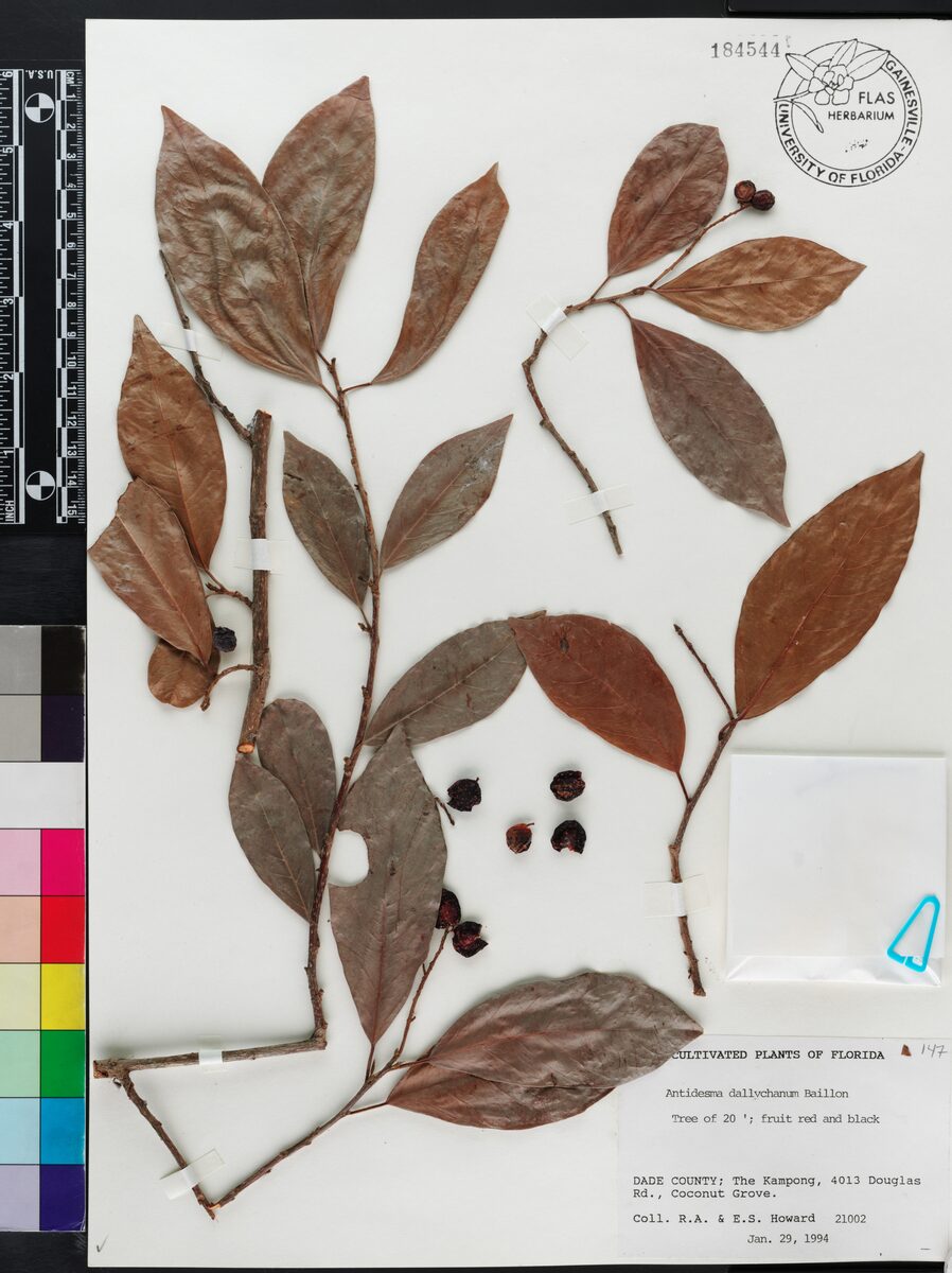 Antidesma dallachyanum