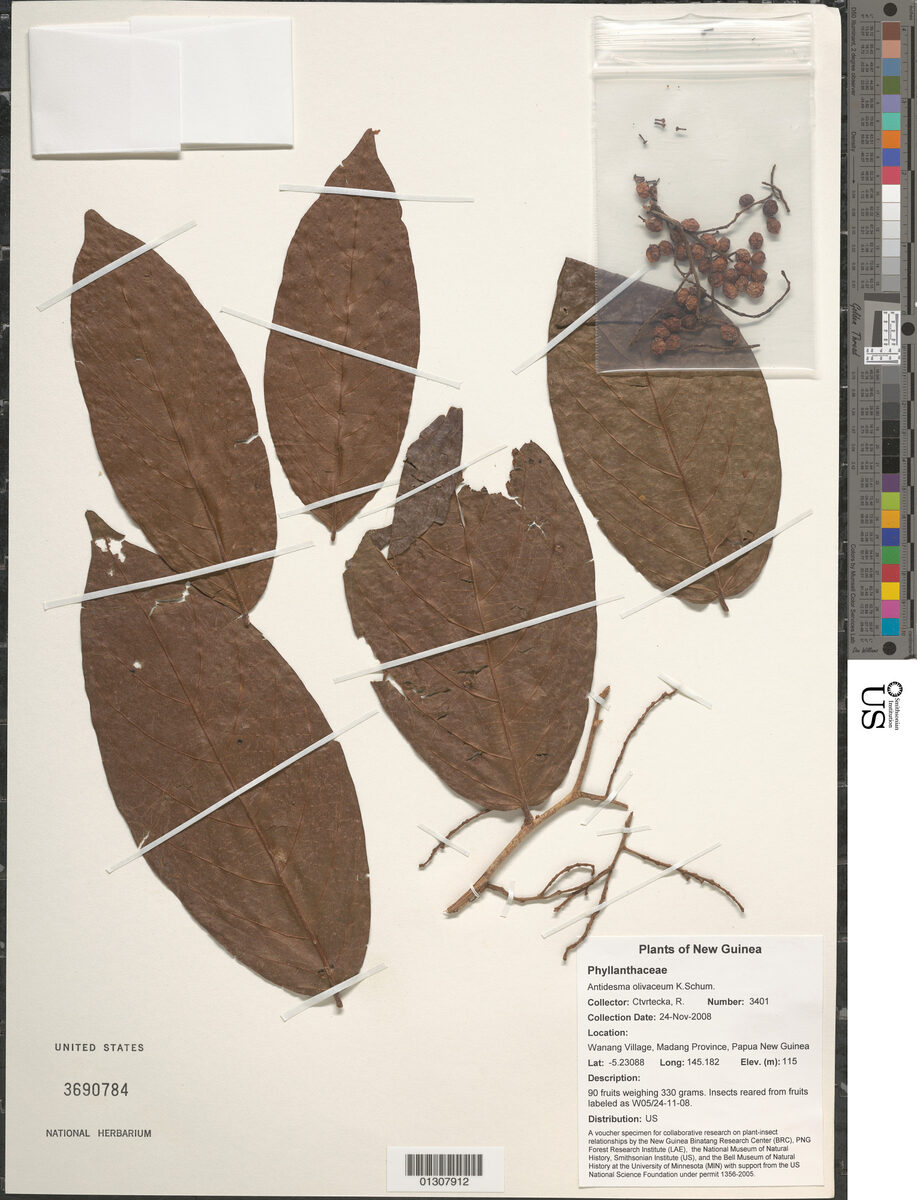 Antidesma excavatum var. indutum — photo