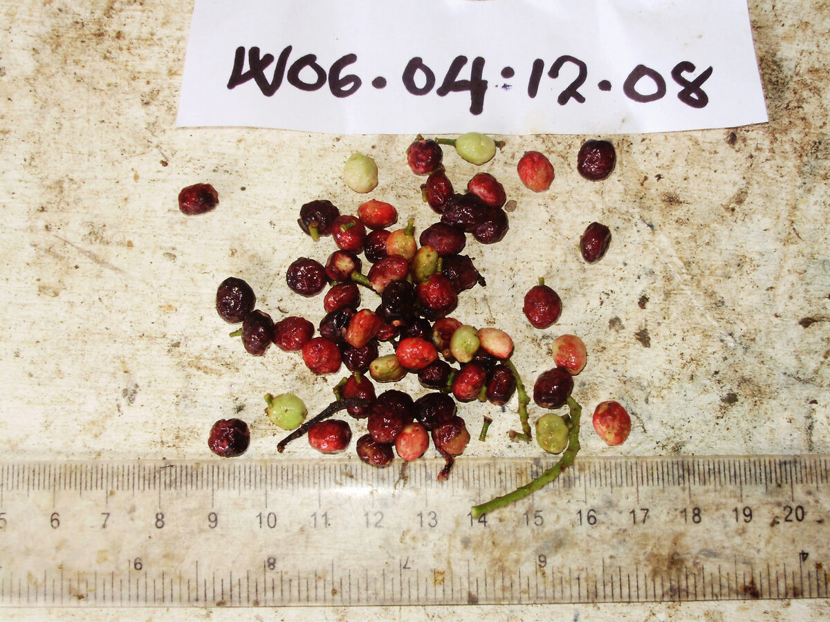 Antidesma excavatum var. indutum — photo