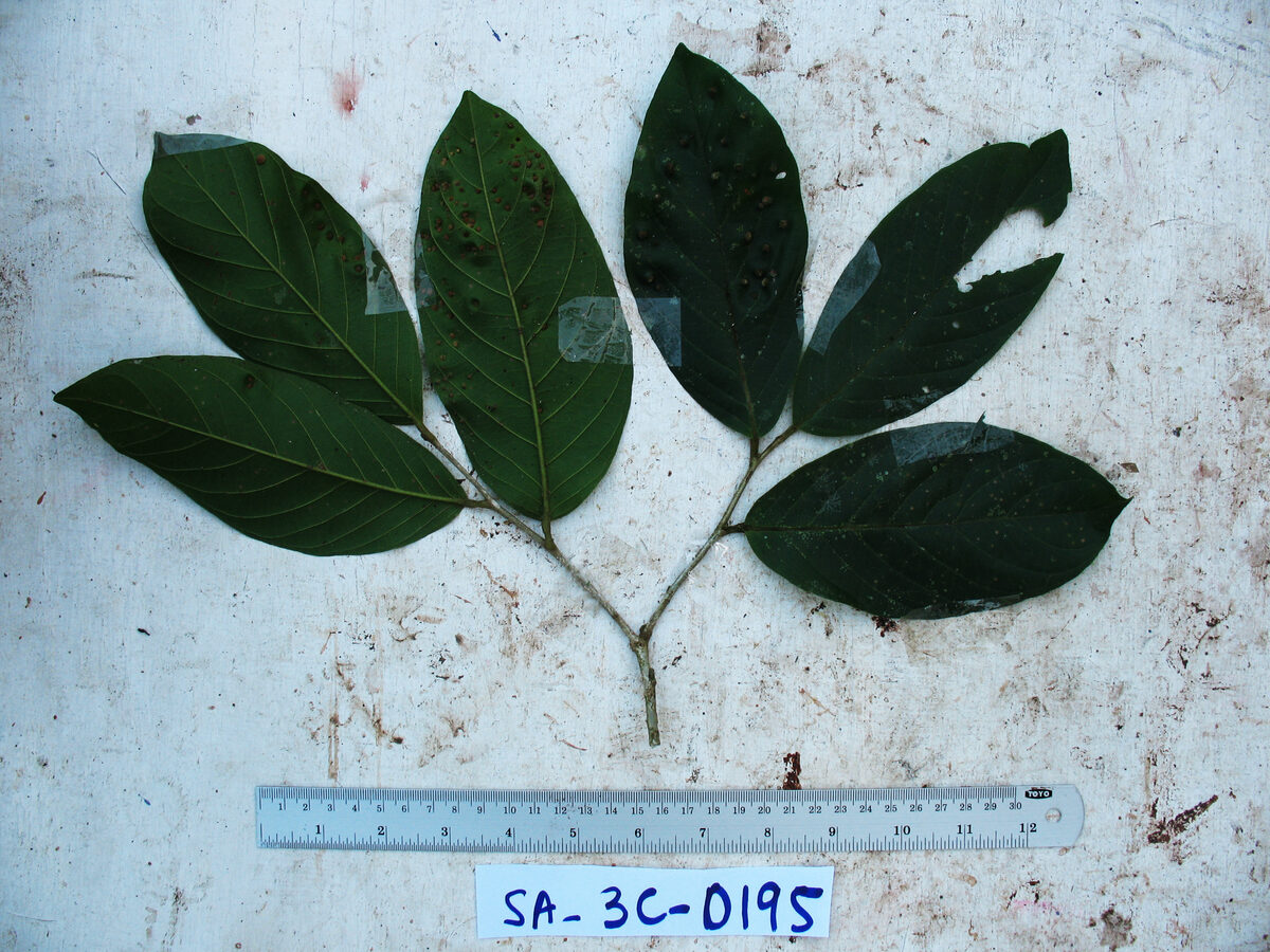 Antidesma excavatum var. indutum