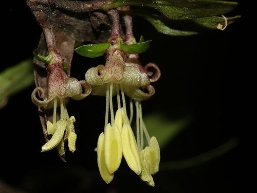 Antidesma sinuatum (Currant bush) — photo