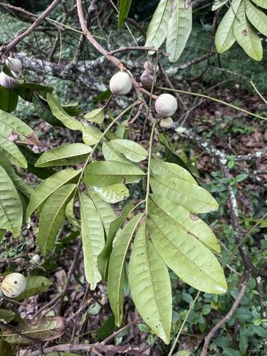 Antrocaryon klaineanum (White mahogany) — photo