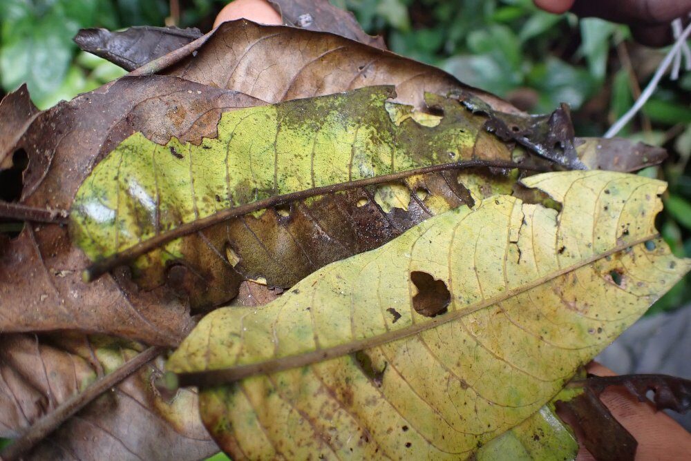 Antrocaryon nannanii (Bokongo) — photo