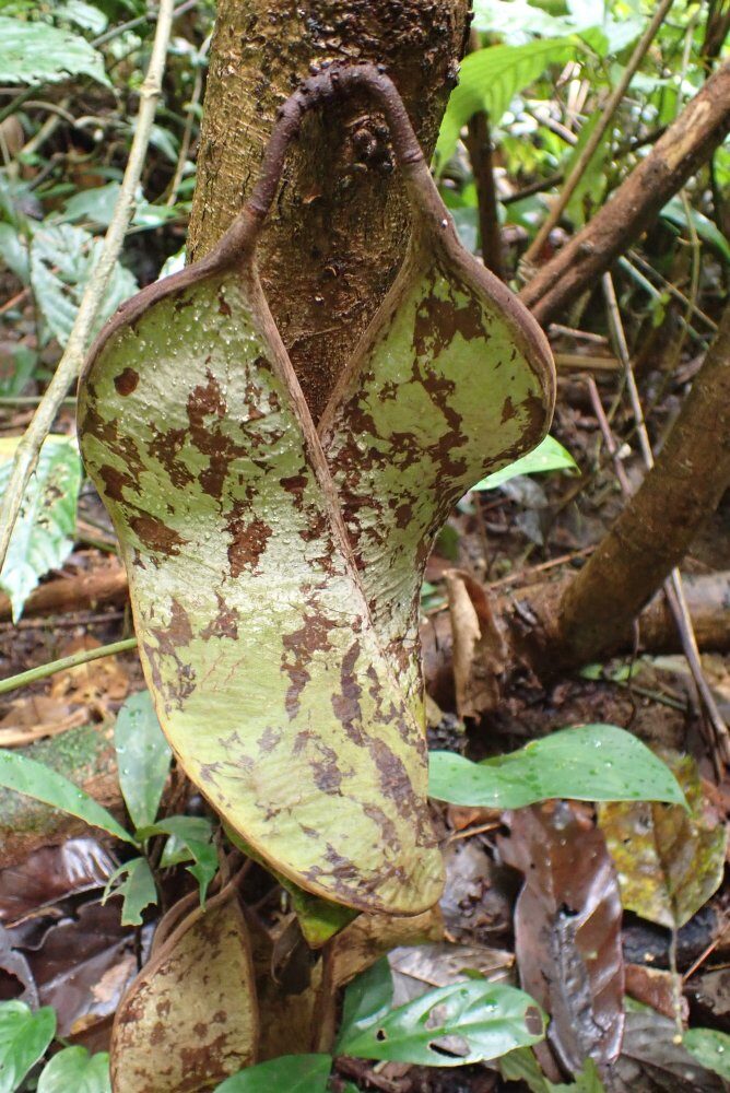 Antrocaryon nannanii (Bokongo) — photo