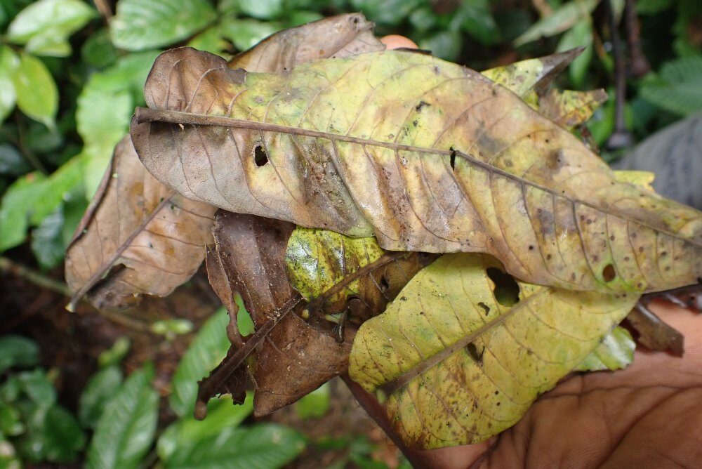 Antrocaryon nannanii