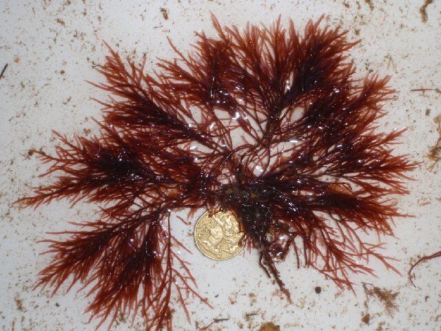 Antrocentrum nigrescens — photo