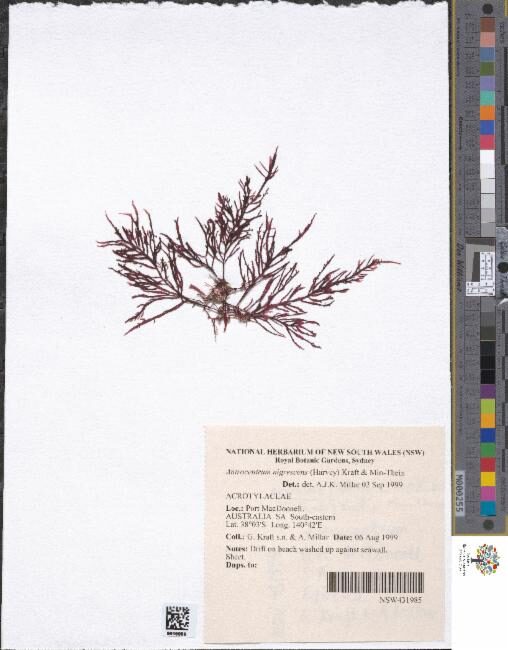 Antrocentrum nigrescens — photo