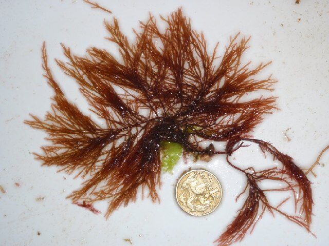 Acrotylaceae