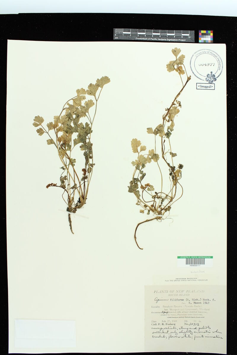 Apium filiforme - (A.Rich.)Hook.f.