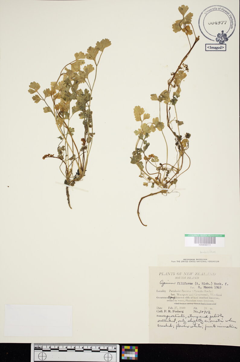 Apium filiforme - (A.Rich.)Hook.f. — photo