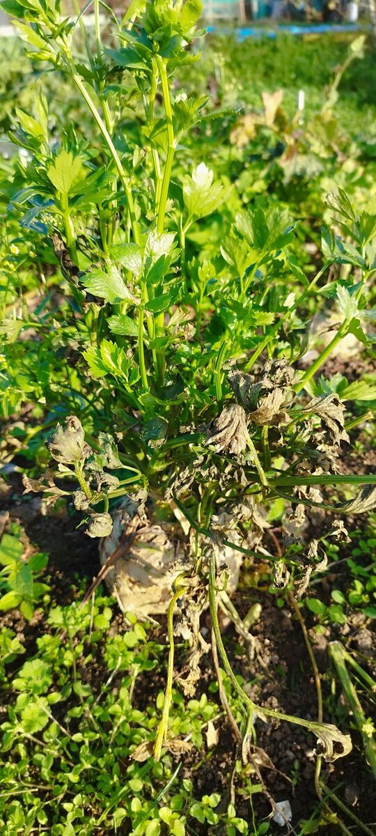 Apium graveolens dulce - (Mill.)Pers. (Celery) — photo