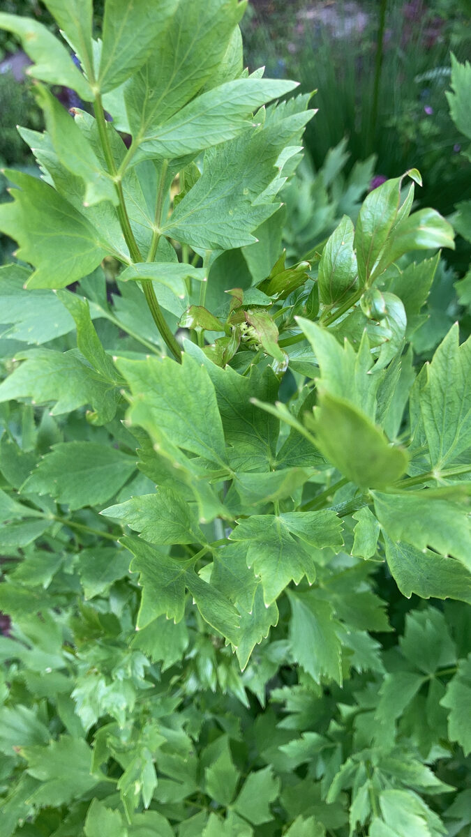 Apium graveolens dulce - (Mill.)Pers. (Celery) — photo