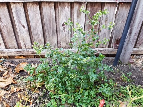 Apium graveolens secalinum (Leaf Celery) — photo