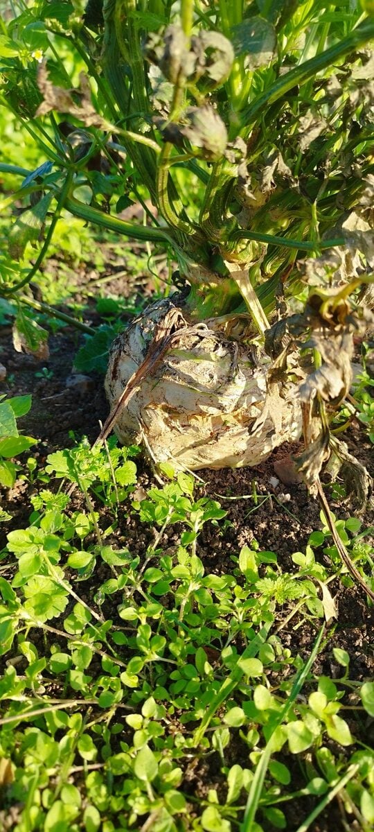 Apium graveolens var. rapaceum