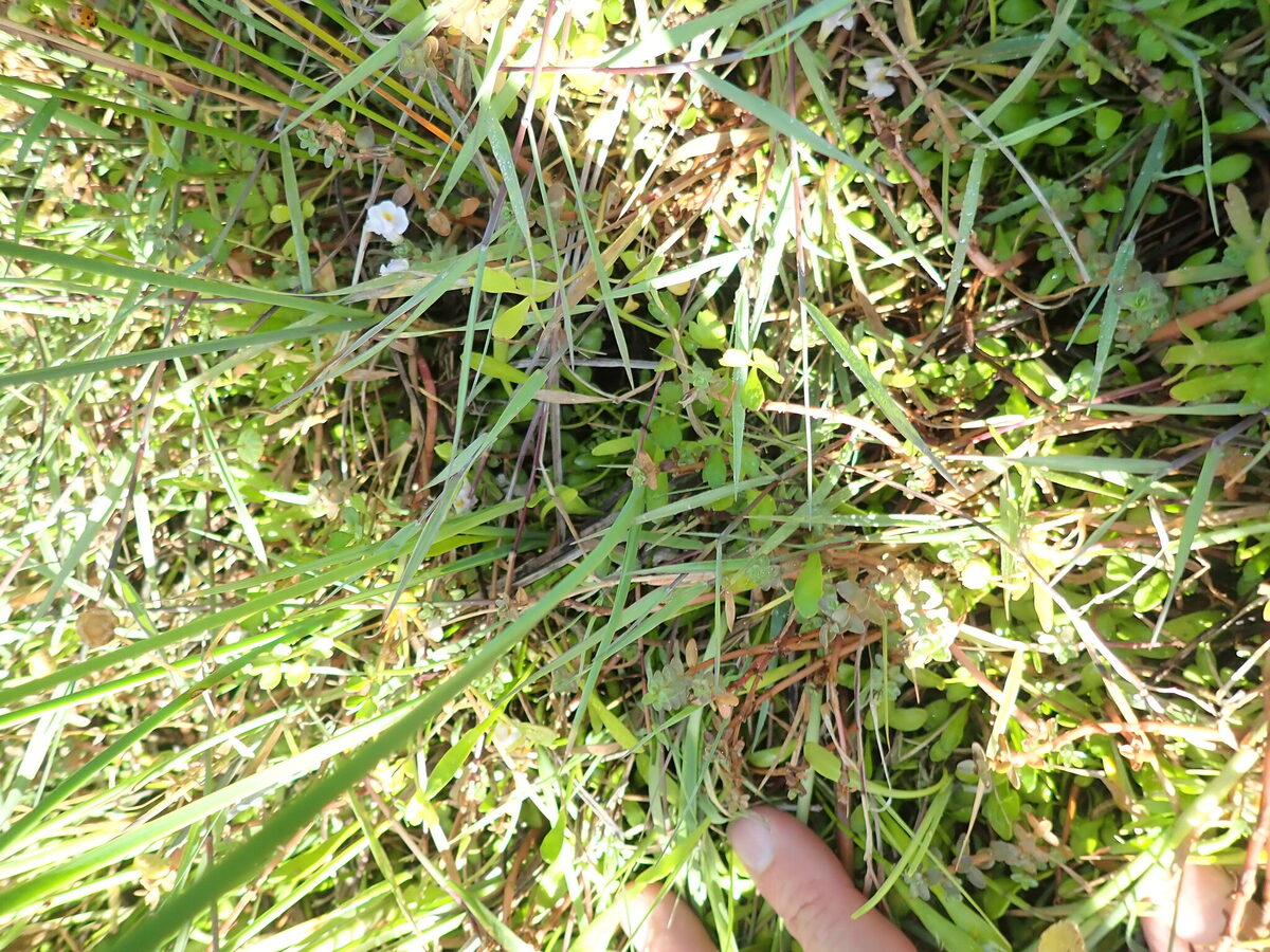 Apium prostratum var. filiformis (Mangrove sea celery) — photo