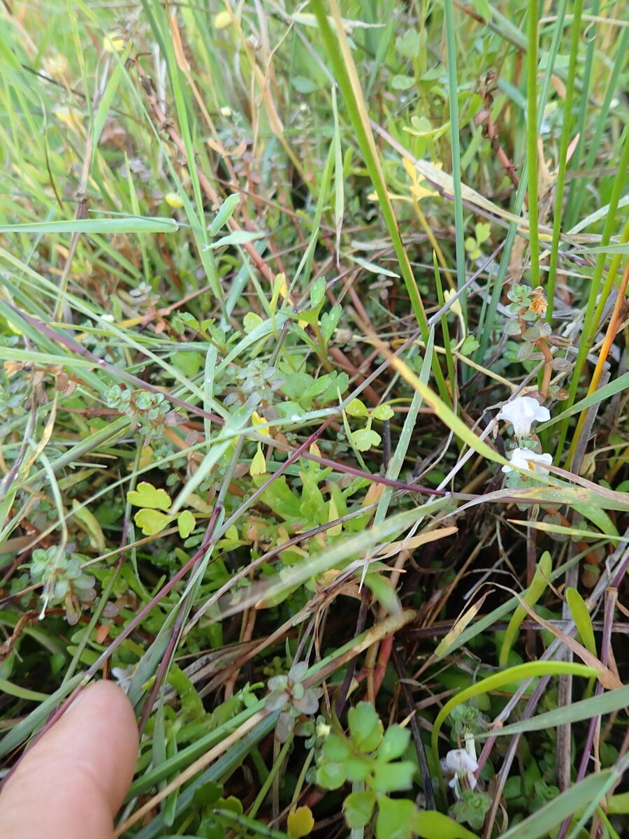 Apium prostratum var. filiformis