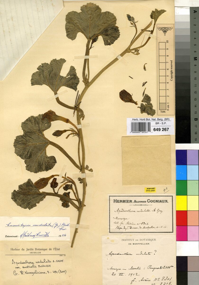 Apodanthera undulata var. australis