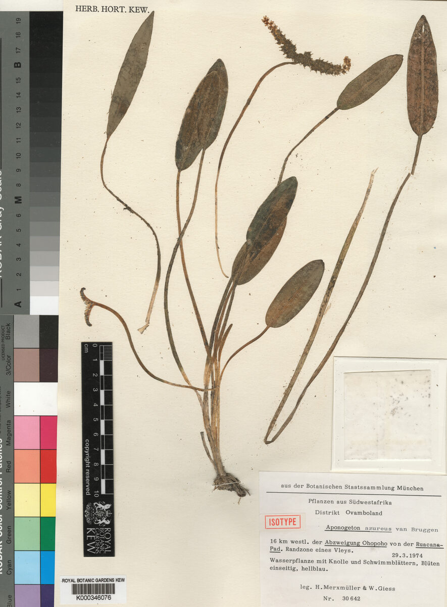 Aponogeton azureus
