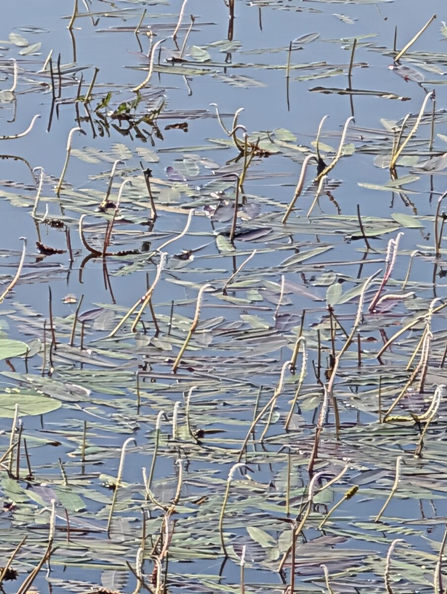 Aponogeton spp.