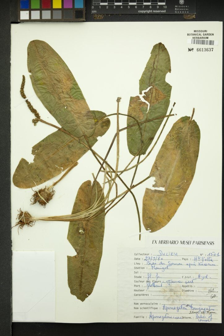 Aponogeton subconjugatus — photo