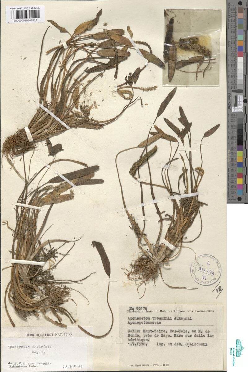 Aponogeton subconjugatus — photo