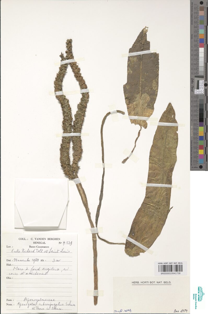 Aponogeton subconjugatus