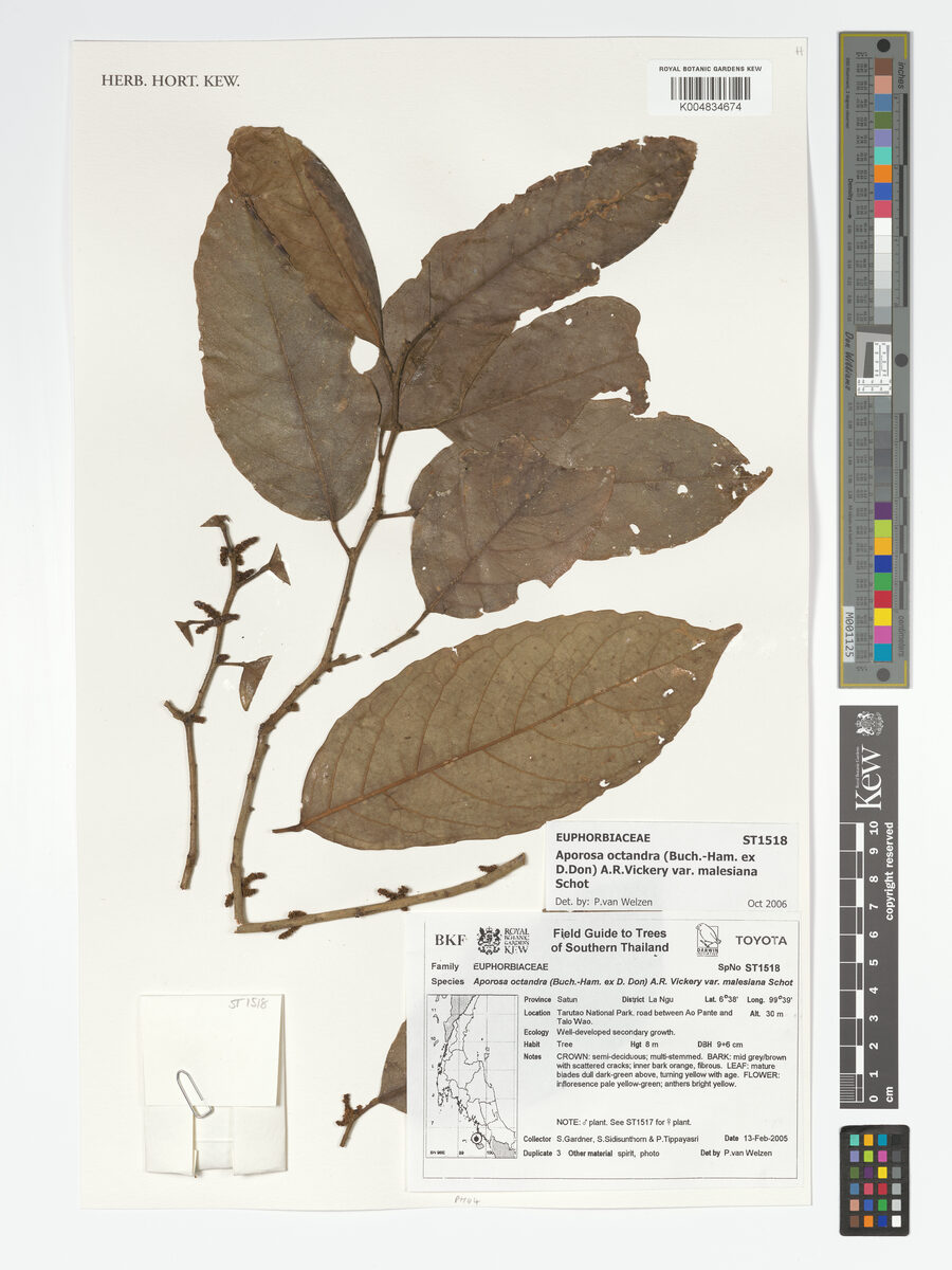 Aporosa octandra var. malesiana — photo