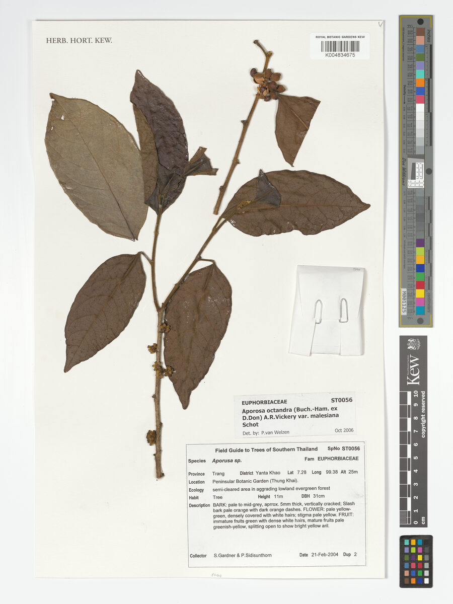 Aporosa octandra var. malesiana — photo