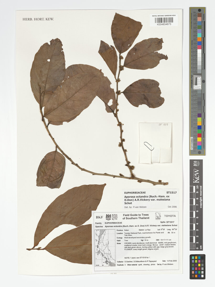Aporosa octandra var. malesiana
