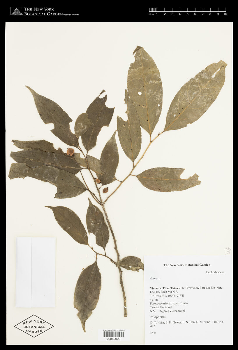Aporosa yunnanensis (Ziqie) — photo