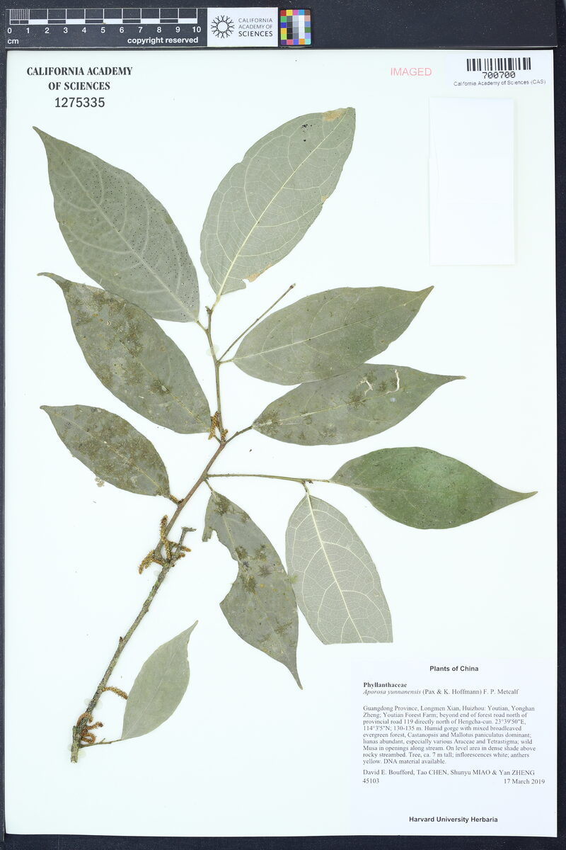 Aporosa yunnanensis